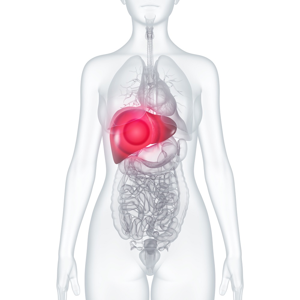 Leberschmerzen: anatomische 3D-Illustration – Innere Organe